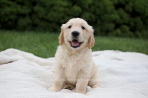Image of Rock, a Golden Retriever puppy