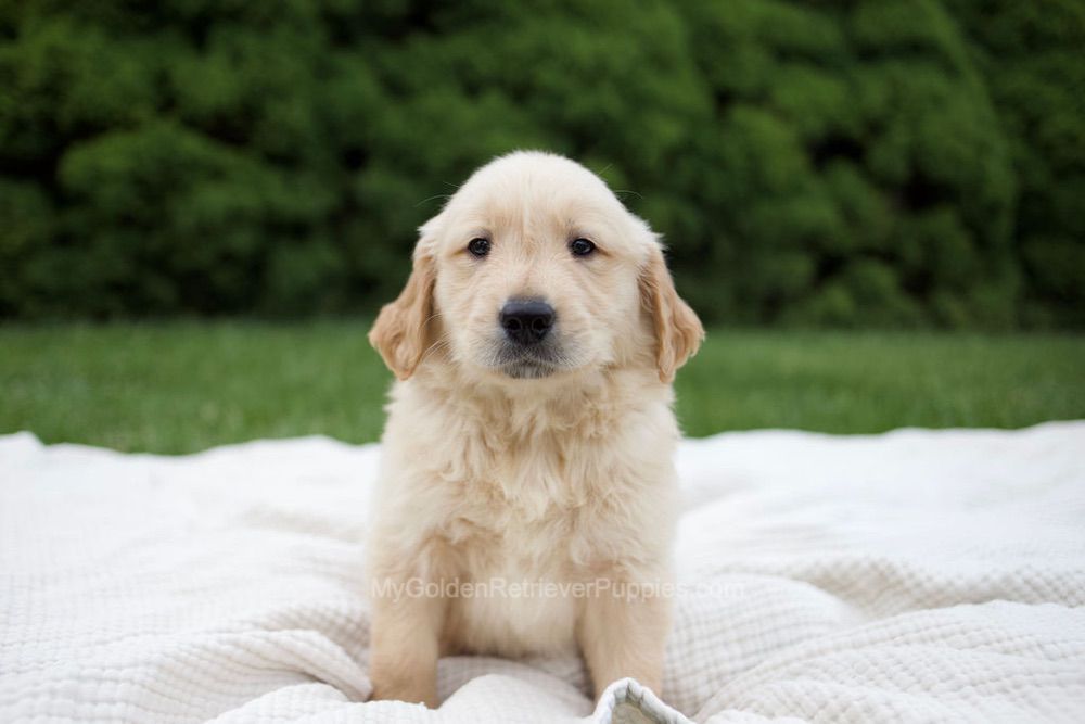 Roman Image of Roman, a Golden Retriever puppy