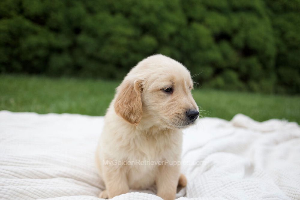 Roman Image of Roman, a Golden Retriever puppy