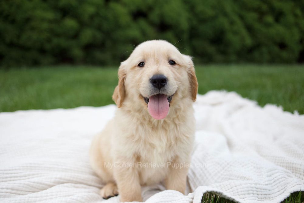 Roman Image of Roman, a Golden Retriever puppy