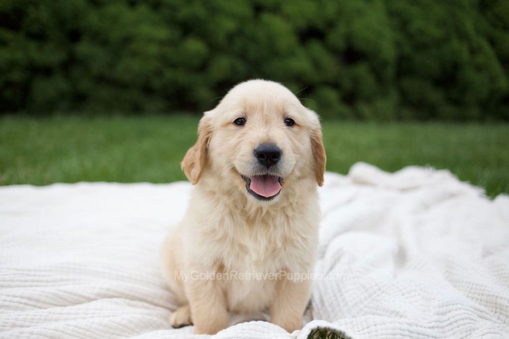 Roman Image of Roman, a Golden Retriever puppy