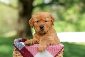 Golden Retriever Puppies For Sale | My Golden