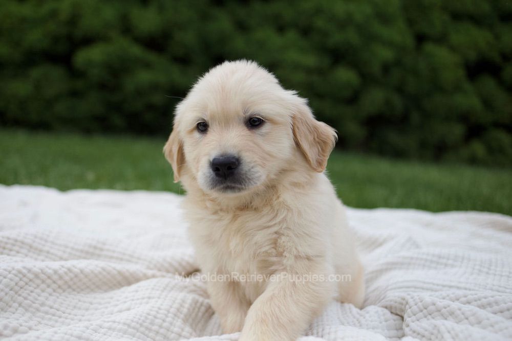 Rose Image of Rose, a Golden Retriever puppy
