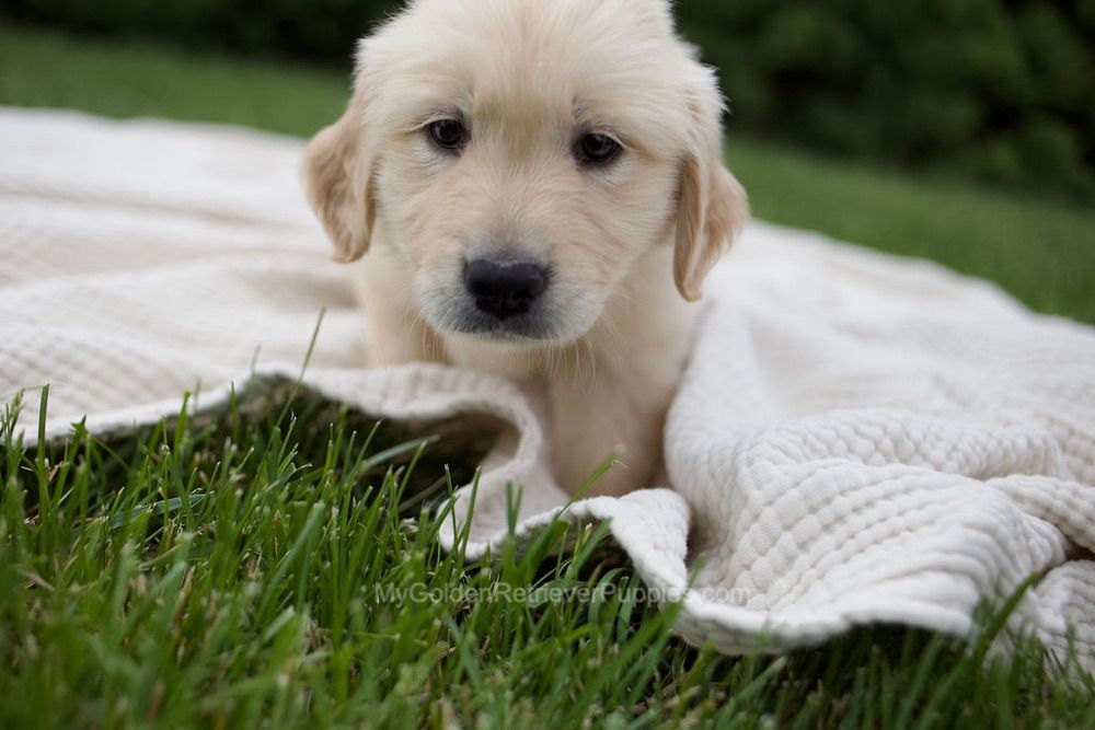 Rose Image of Rose, a Golden Retriever puppy