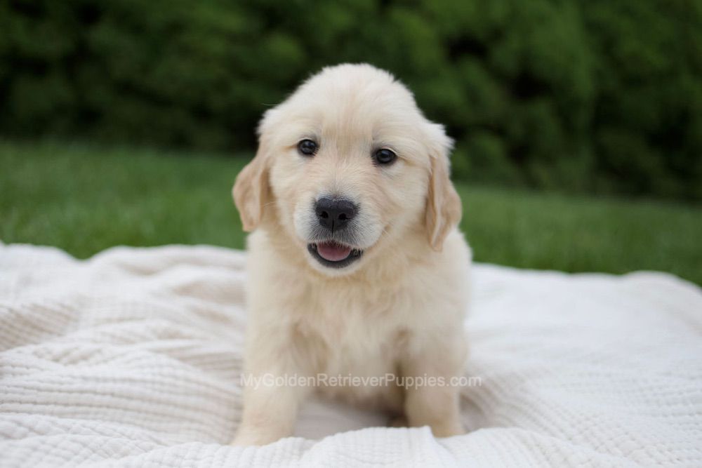 Rose Image of Rose, a Golden Retriever puppy