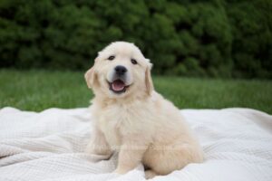 Image of Rose, a Golden Retriever puppy