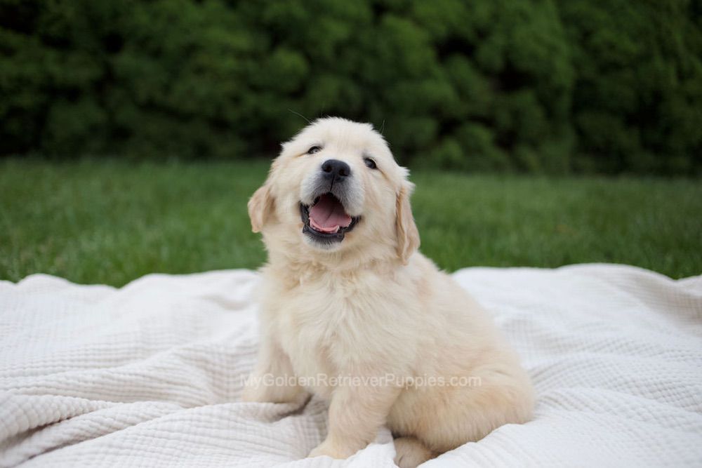 Rose Image of Rose, a Golden Retriever puppy