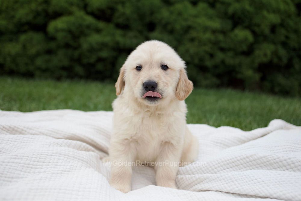 Rudy Image of Rudy, a Golden Retriever puppy