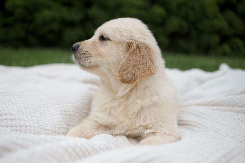 Rudy Image of Rudy, a Golden Retriever puppy