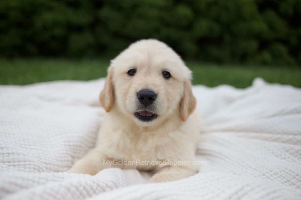Rudy Image of Rudy, a Golden Retriever puppy