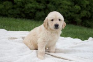 Image of Rudy, a Golden Retriever puppy