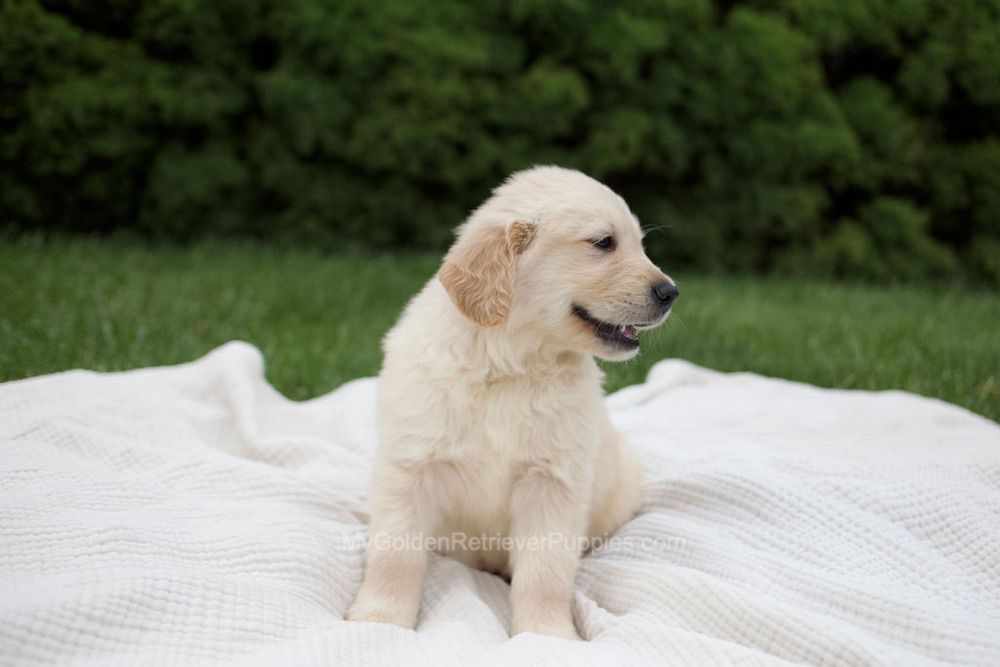Rudy Image of Rudy, a Golden Retriever puppy