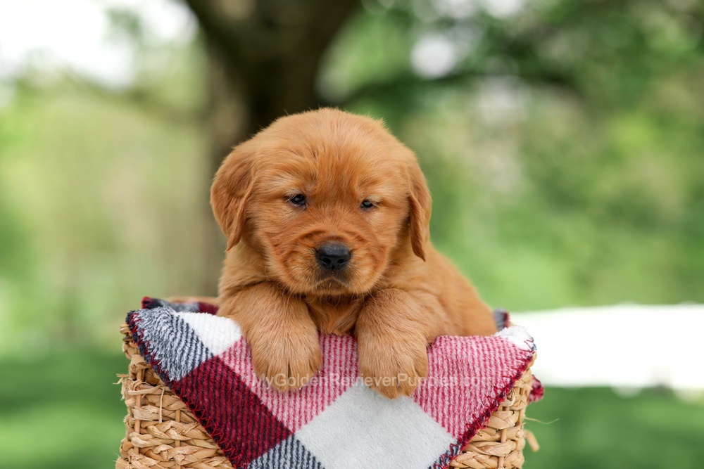 Sammy Image of Sammy, a Golden Retriever puppy