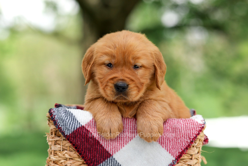 Sammy Image of Sammy, a Golden Retriever puppy