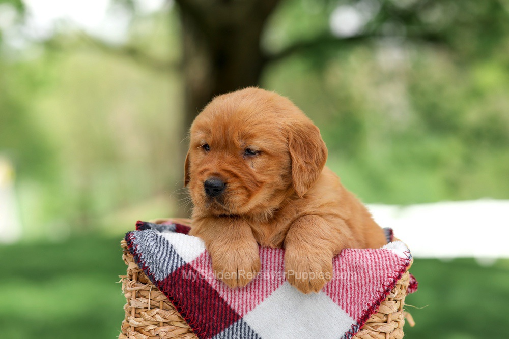 Sammy Image of Sammy, a Golden Retriever puppy