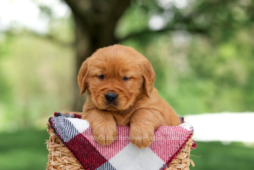 Sammy Image of Sammy, a Golden Retriever puppy