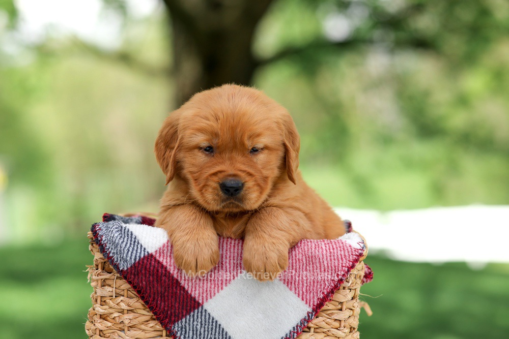 Sammy Image of Sammy, a Golden Retriever puppy