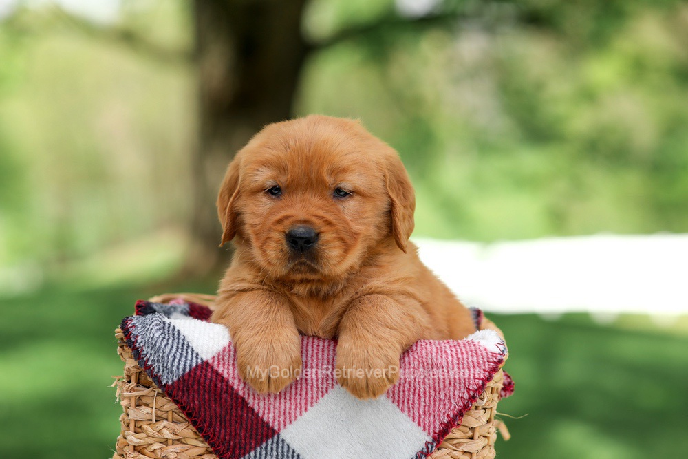Sammy Image of Sammy, a Golden Retriever puppy