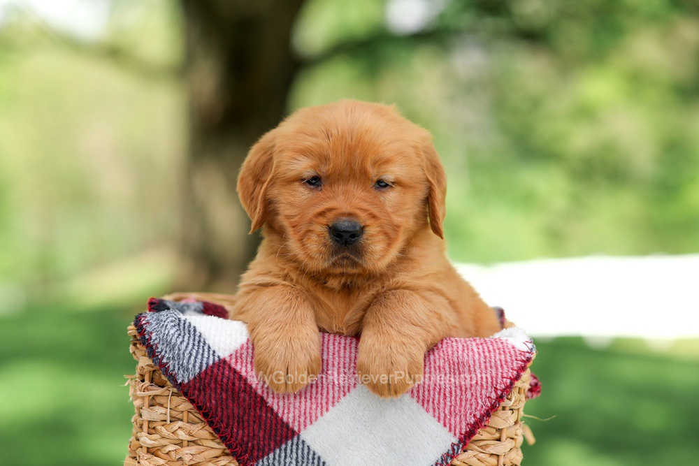 Sammy Image of Sammy, a Golden Retriever puppy