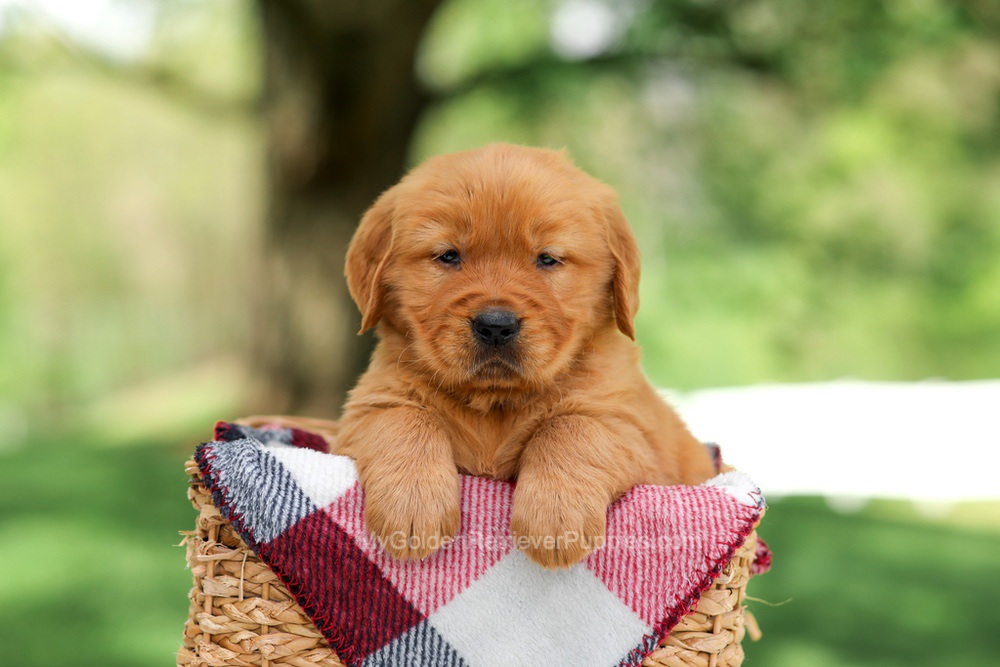 Sammy Image of Sammy, a Golden Retriever puppy