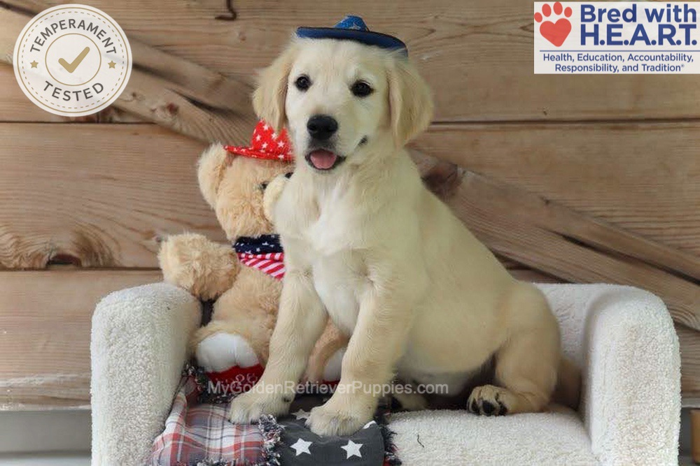 Scout Image of Scout, a Golden Retriever puppy