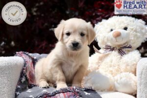 Image of Scout, a Golden Retriever puppy