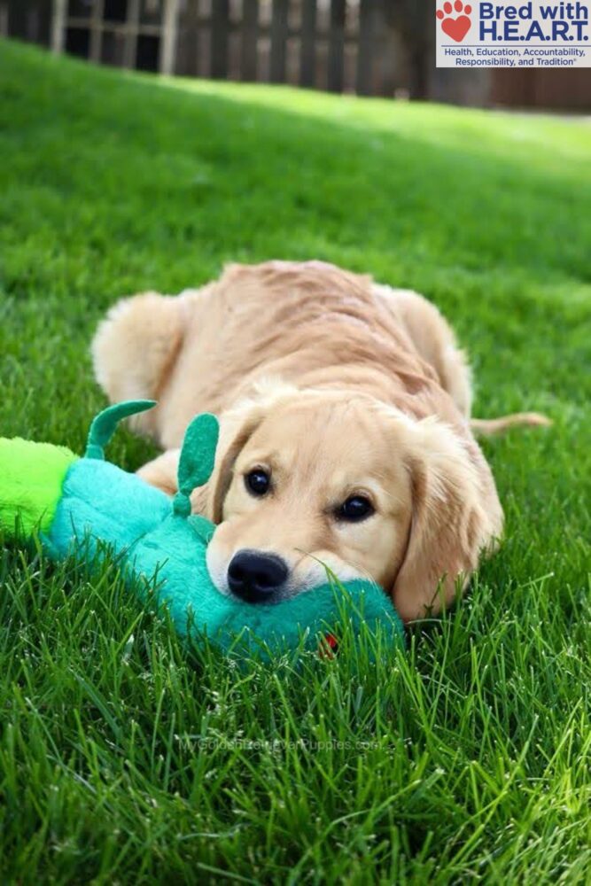 Shadow Image of Shadow, a Golden Retriever puppy