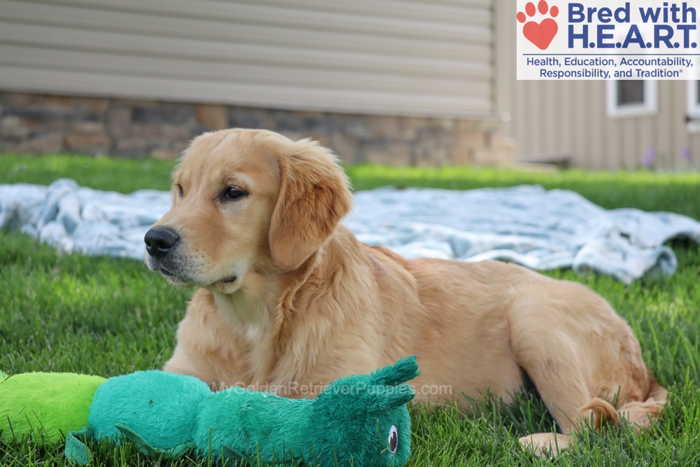 Shadow Image of Shadow, a Golden Retriever puppy