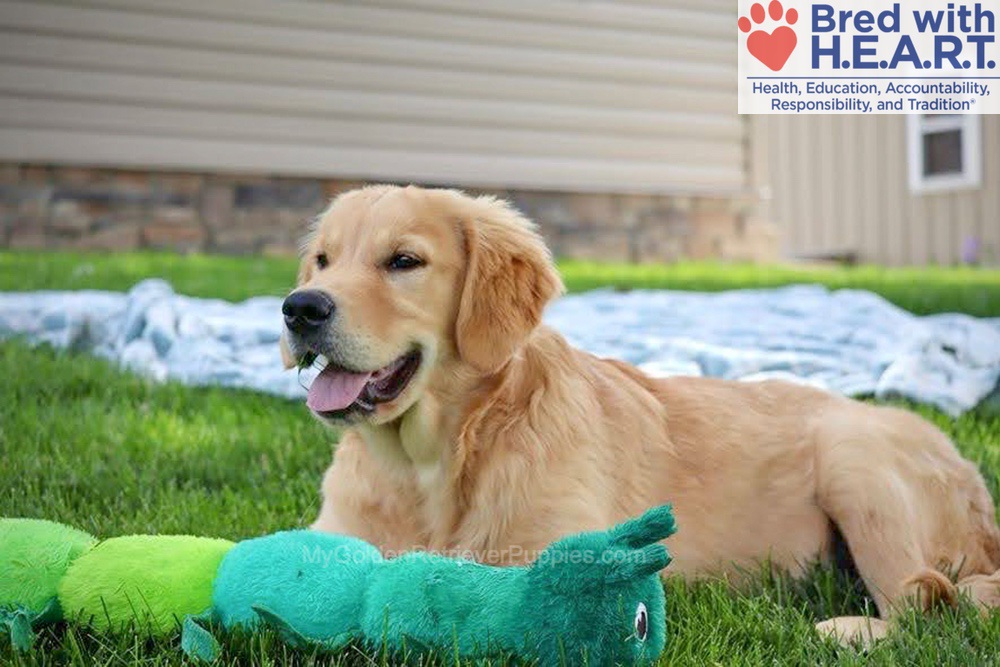 Shadow Image of Shadow, a Golden Retriever puppy