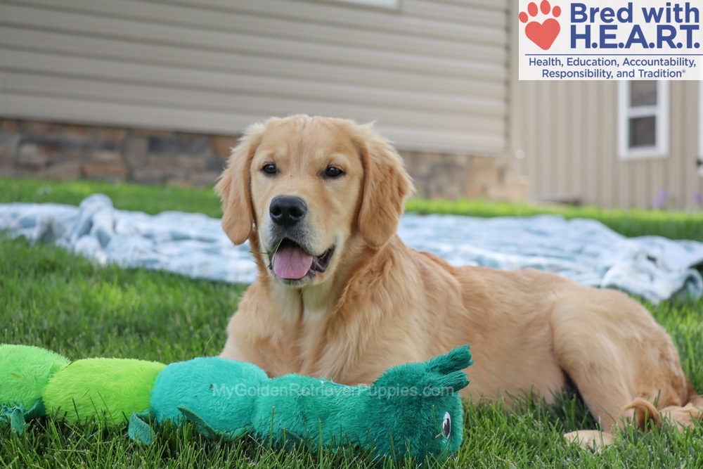 Shadow Image of Shadow, a Golden Retriever puppy
