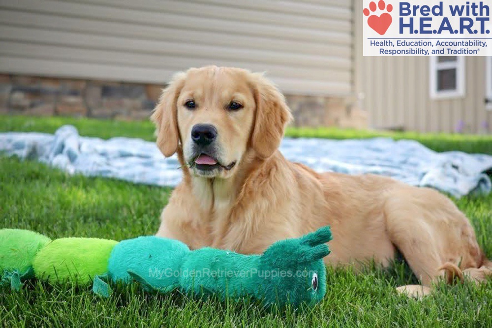 Shadow Image of Shadow, a Golden Retriever puppy