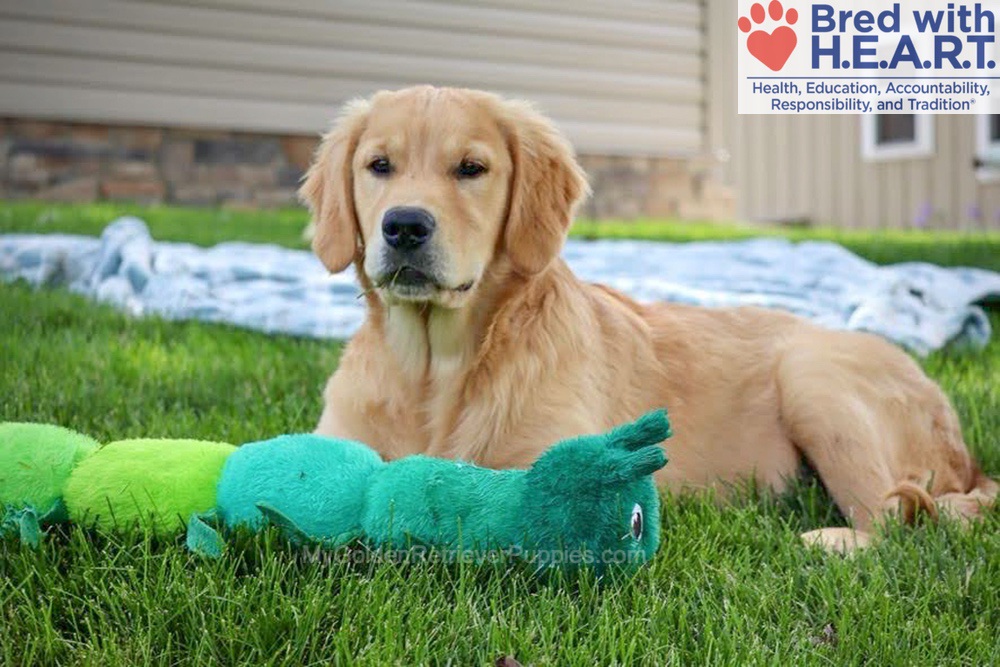 Shadow Image of Shadow, a Golden Retriever puppy