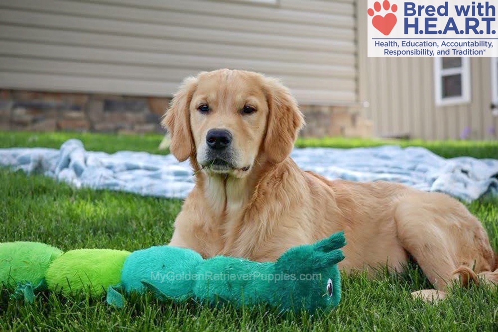 Shadow Image of Shadow, a Golden Retriever puppy