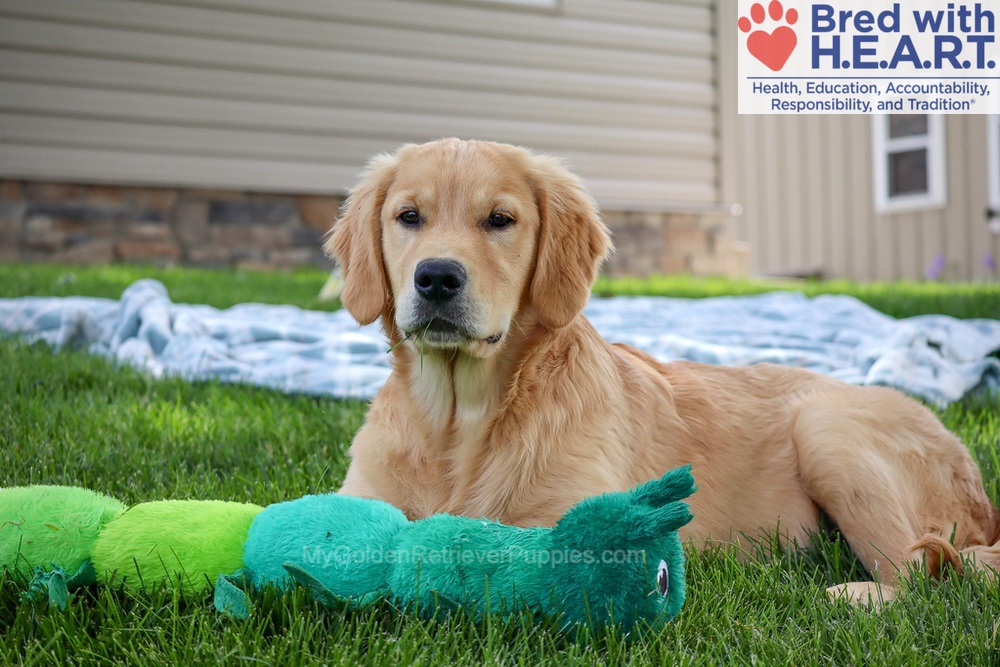 Shadow Image of Shadow, a Golden Retriever puppy