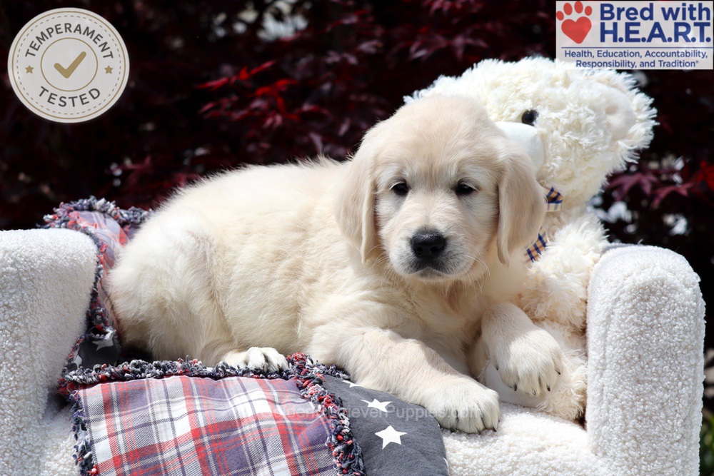 Stetson Image of Stetson, a Golden Retriever puppy