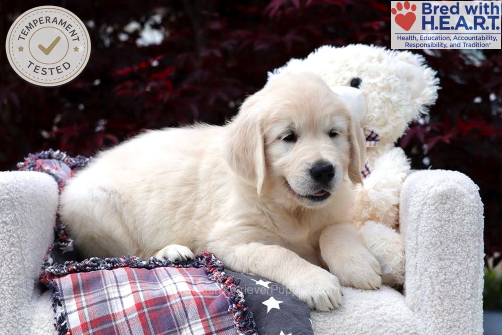 Stetson Image of Stetson, a Golden Retriever puppy