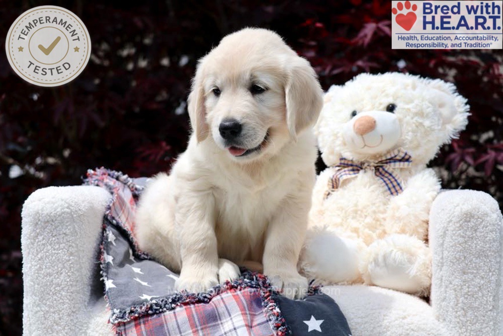 Stetson Image of Stetson, a Golden Retriever puppy