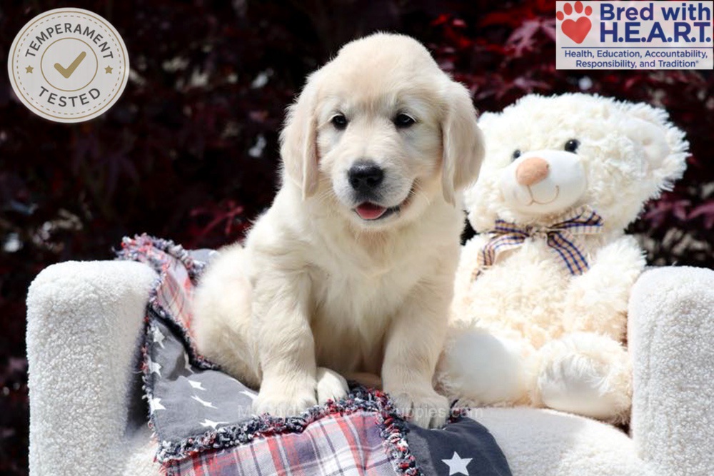 Stetson Image of Stetson, a Golden Retriever puppy