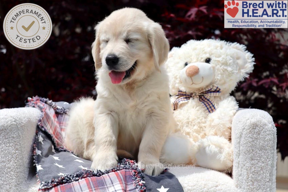 Stetson Image of Stetson, a Golden Retriever puppy