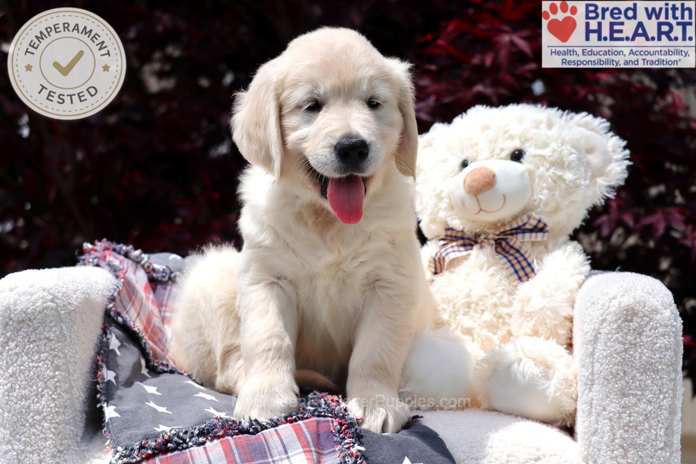 Stetson Image of Stetson, a Golden Retriever puppy