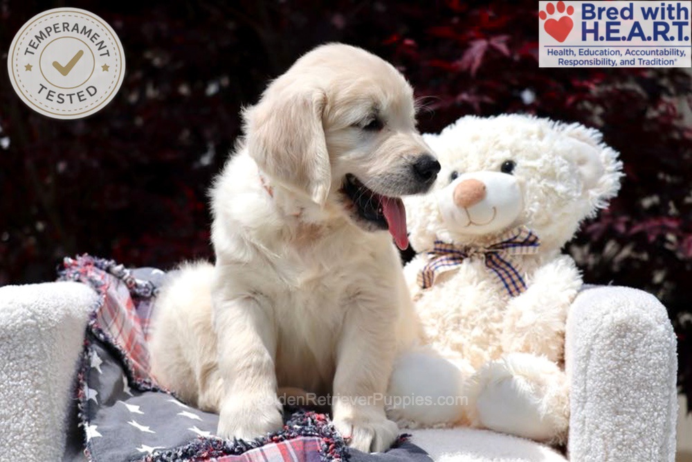 Stetson Image of Stetson, a Golden Retriever puppy