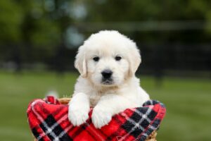 Image of Teddy, a Golden Retriever puppy