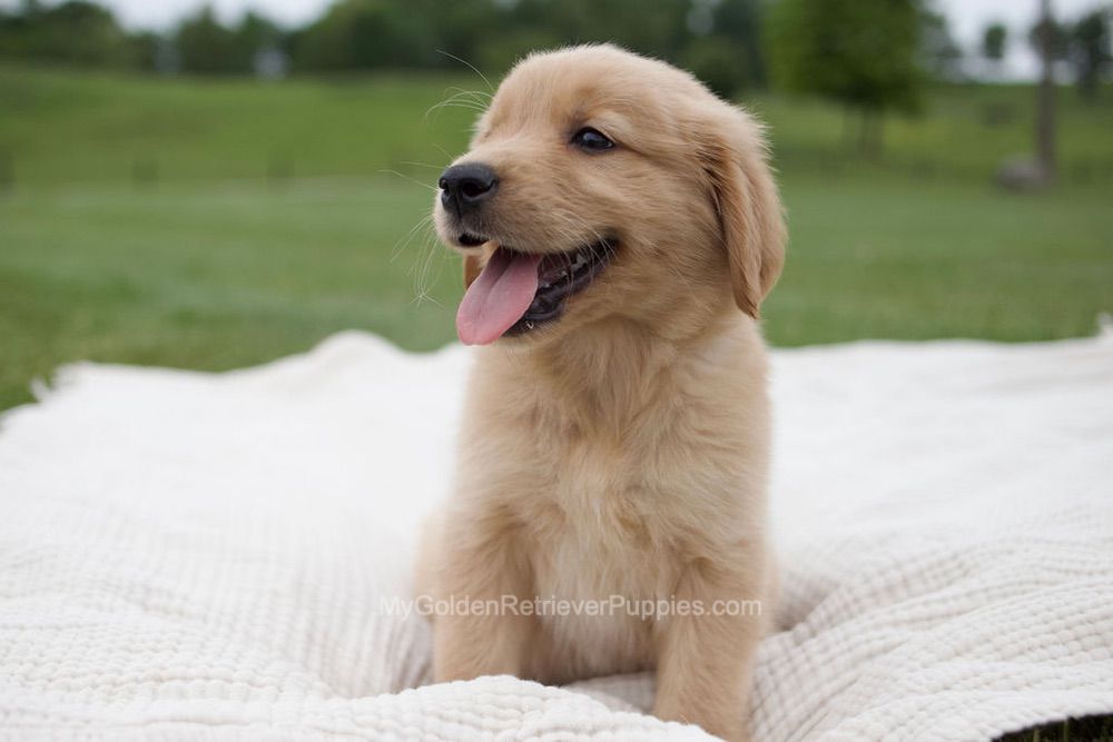 Tucker Image of Tucker, a Golden Retriever puppy