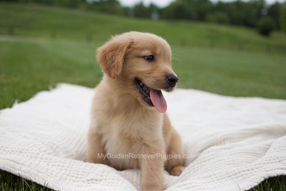 Tucker Image of Tucker, a Golden Retriever puppy
