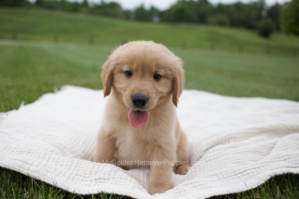 Tucker Image of Tucker, a Golden Retriever puppy