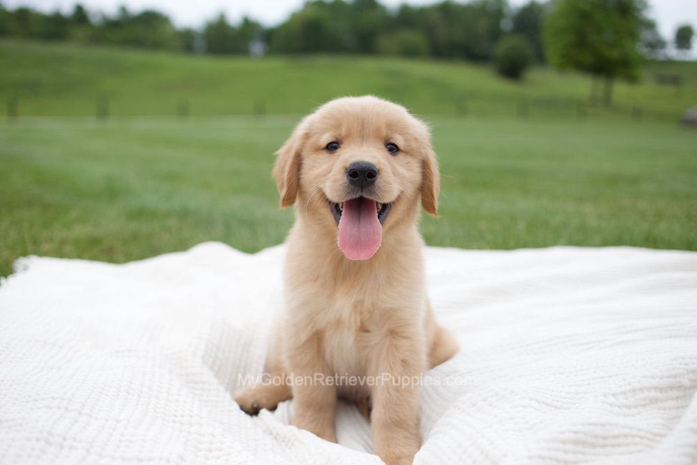 Tucker Image of Tucker, a Golden Retriever puppy