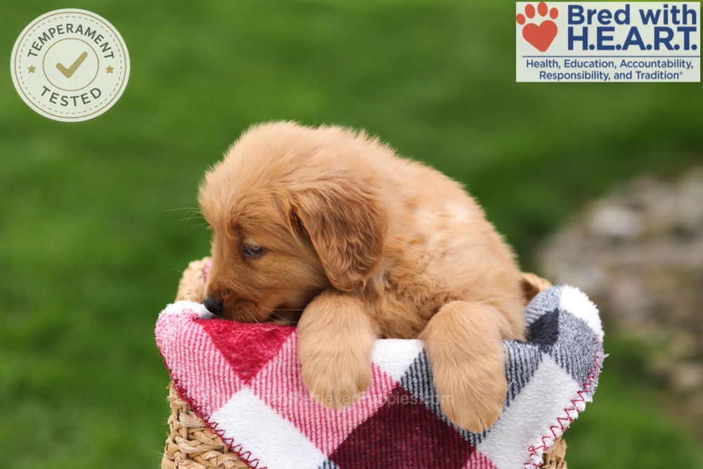 Tulip Image of Tulip, a Golden Retriever puppy