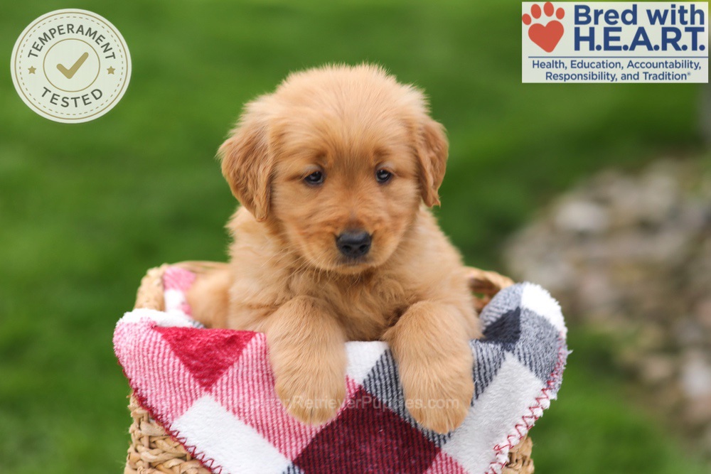 Tulip Image of Tulip, a Golden Retriever puppy