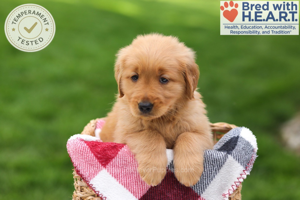 Tulip Image of Tulip, a Golden Retriever puppy
