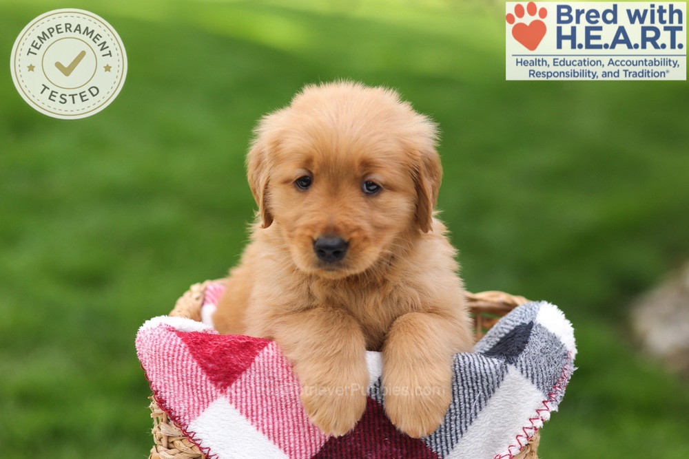 Tulip Image of Tulip, a Golden Retriever puppy